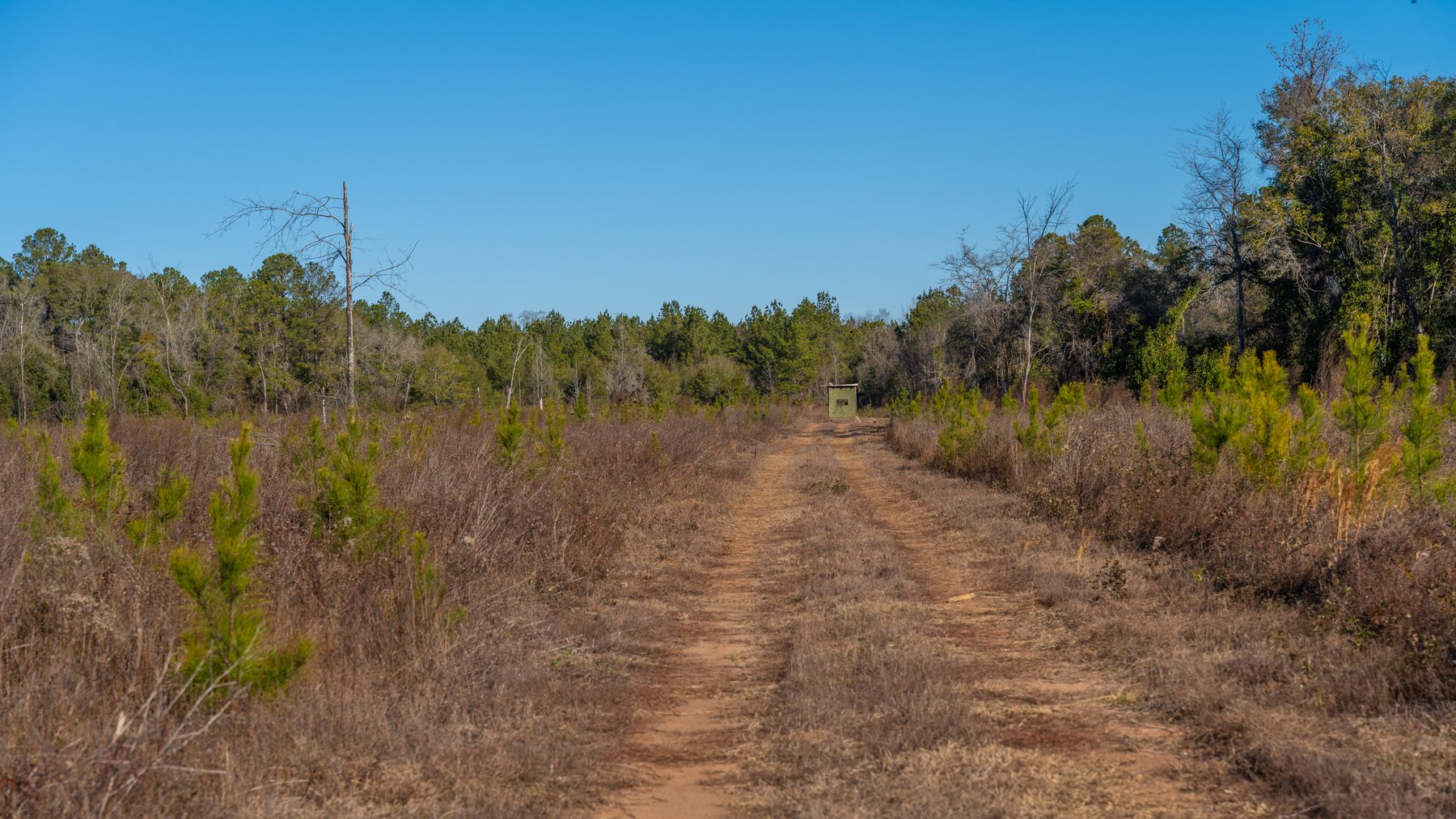 Image for 167± Total Acres - Cole Tract North - Beautiful Recreational Farm - Planted Pines & Premium Hunting - Lanahassee Creek Frontage