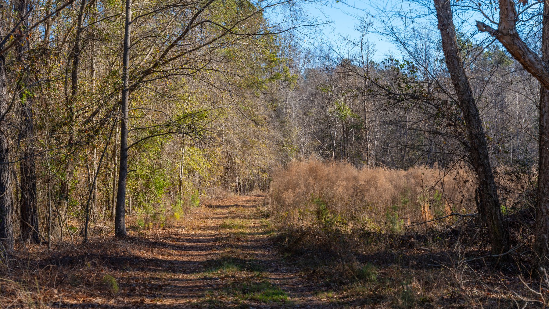 Image for 167± Total Acres - Cole Tract North - Beautiful Recreational Farm - Planted Pines & Premium Hunting - Lanahassee Creek Frontage