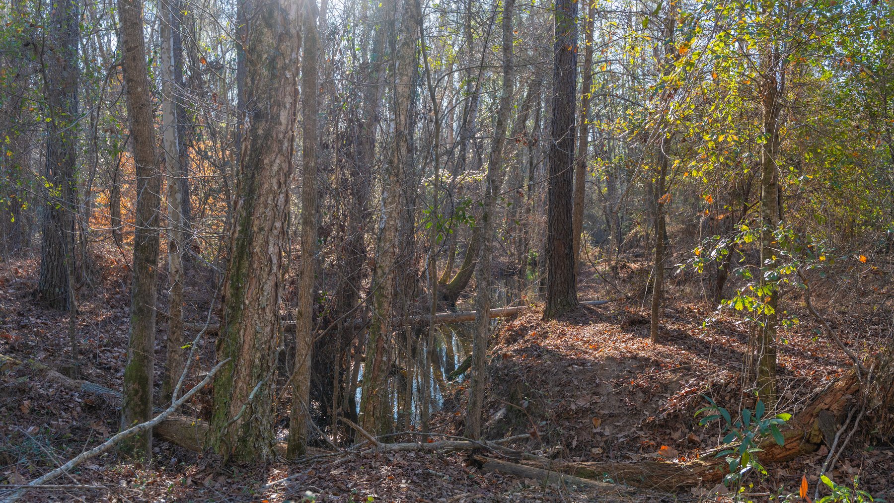 Image for 167± Total Acres - Cole Tract North - Beautiful Recreational Farm - Planted Pines & Premium Hunting - Lanahassee Creek Frontage