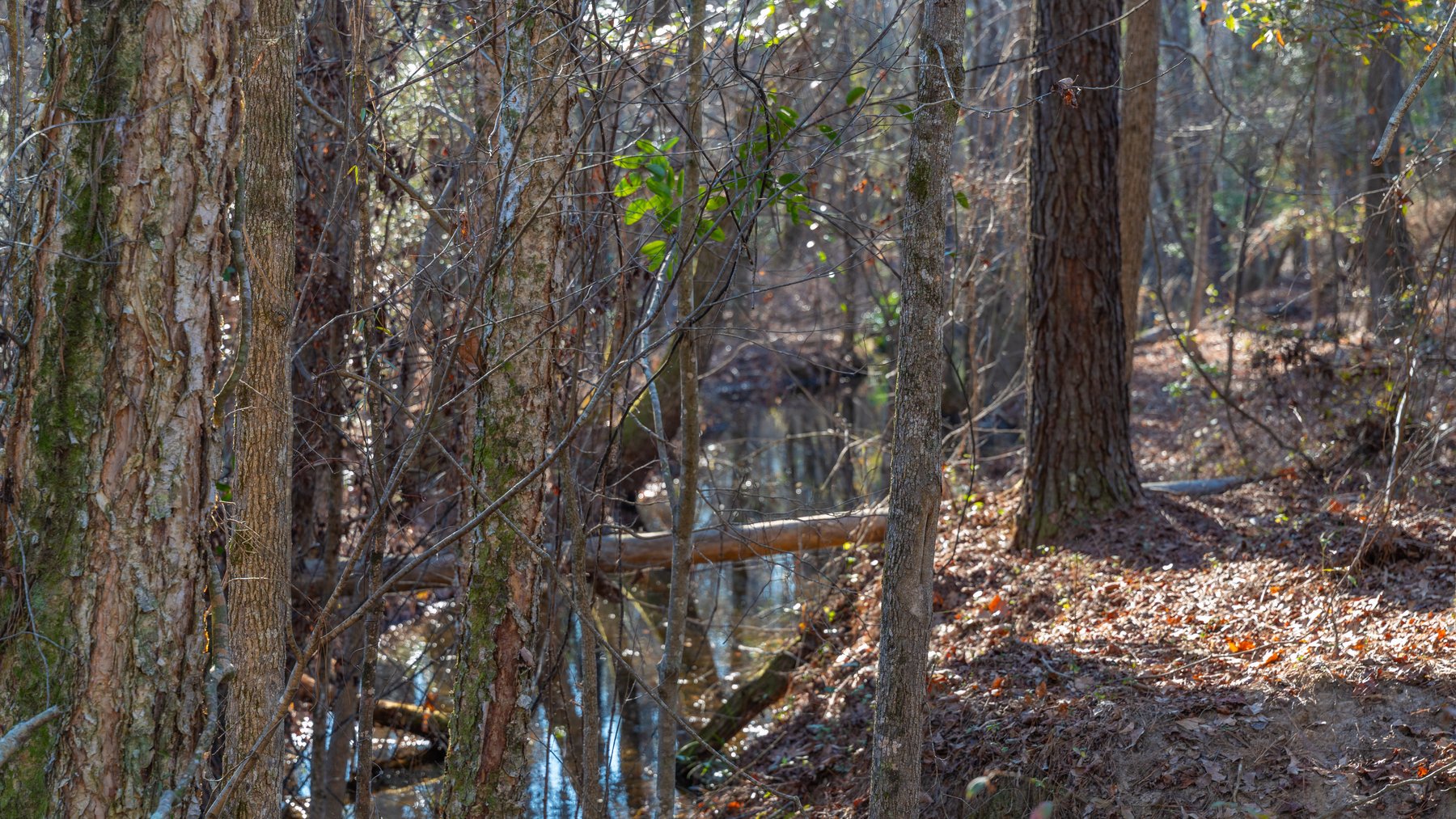 Image for 167± Total Acres - Cole Tract North - Beautiful Recreational Farm - Planted Pines & Premium Hunting - Lanahassee Creek Frontage