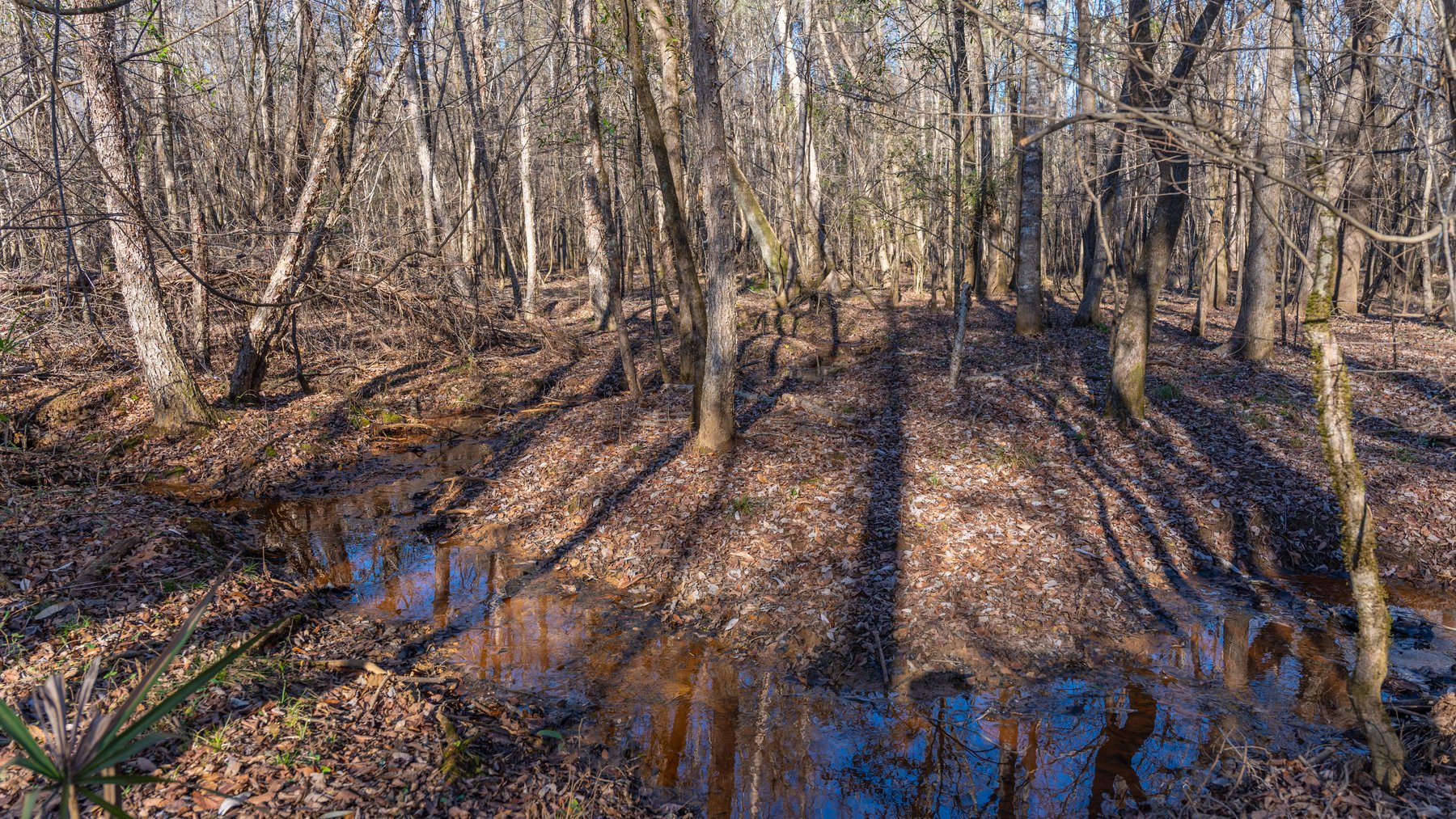 Image for 167± Total Acres - Cole Tract North - Beautiful Recreational Farm - Planted Pines & Premium Hunting - Lanahassee Creek Frontage