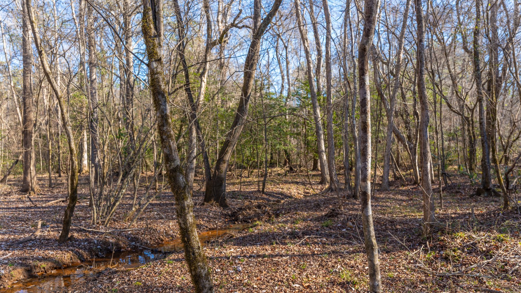 Image for 167± Total Acres - Cole Tract North - Beautiful Recreational Farm - Planted Pines & Premium Hunting - Lanahassee Creek Frontage