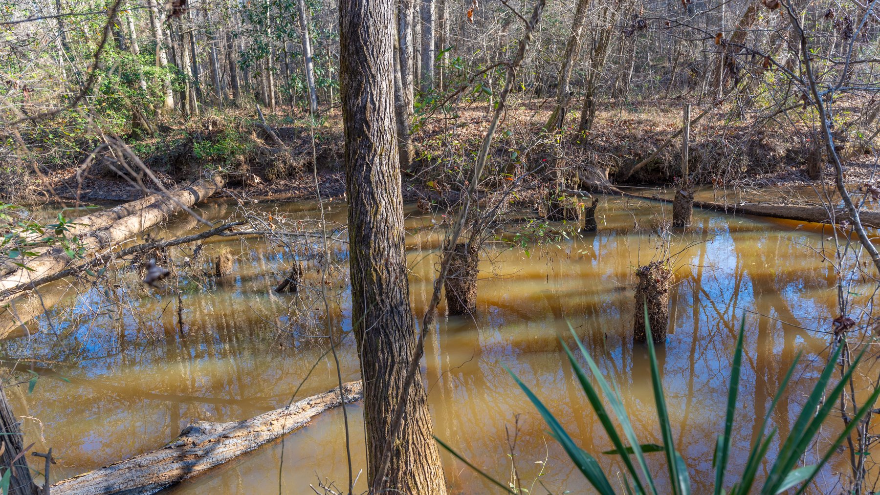 Image for 167± Total Acres - Cole Tract North - Beautiful Recreational Farm - Planted Pines & Premium Hunting - Lanahassee Creek Frontage