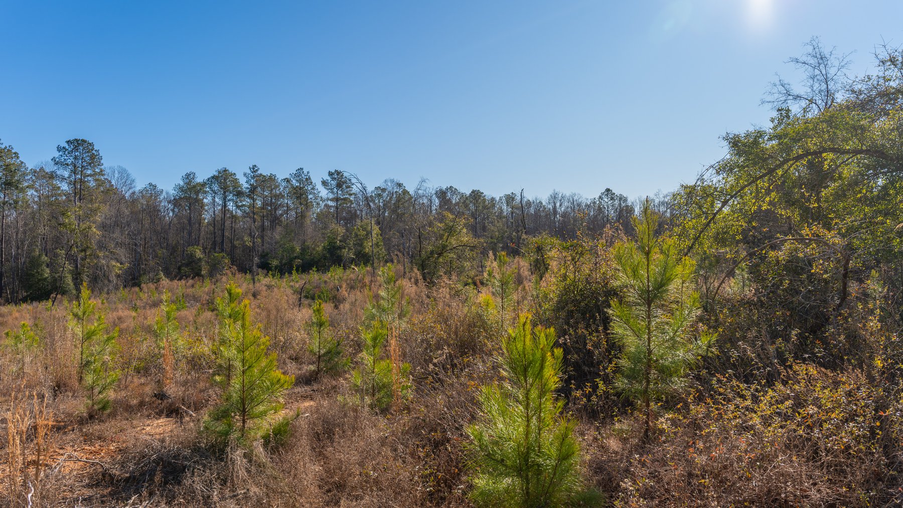 Image for 167± Total Acres - Cole Tract North - Beautiful Recreational Farm - Planted Pines & Premium Hunting - Lanahassee Creek Frontage
