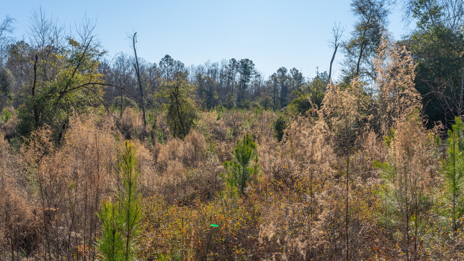 Image for 167± Total Acres - Cole Tract North - Beautiful Recreational Farm - Planted Pines & Premium Hunting - Lanahassee Creek Frontage