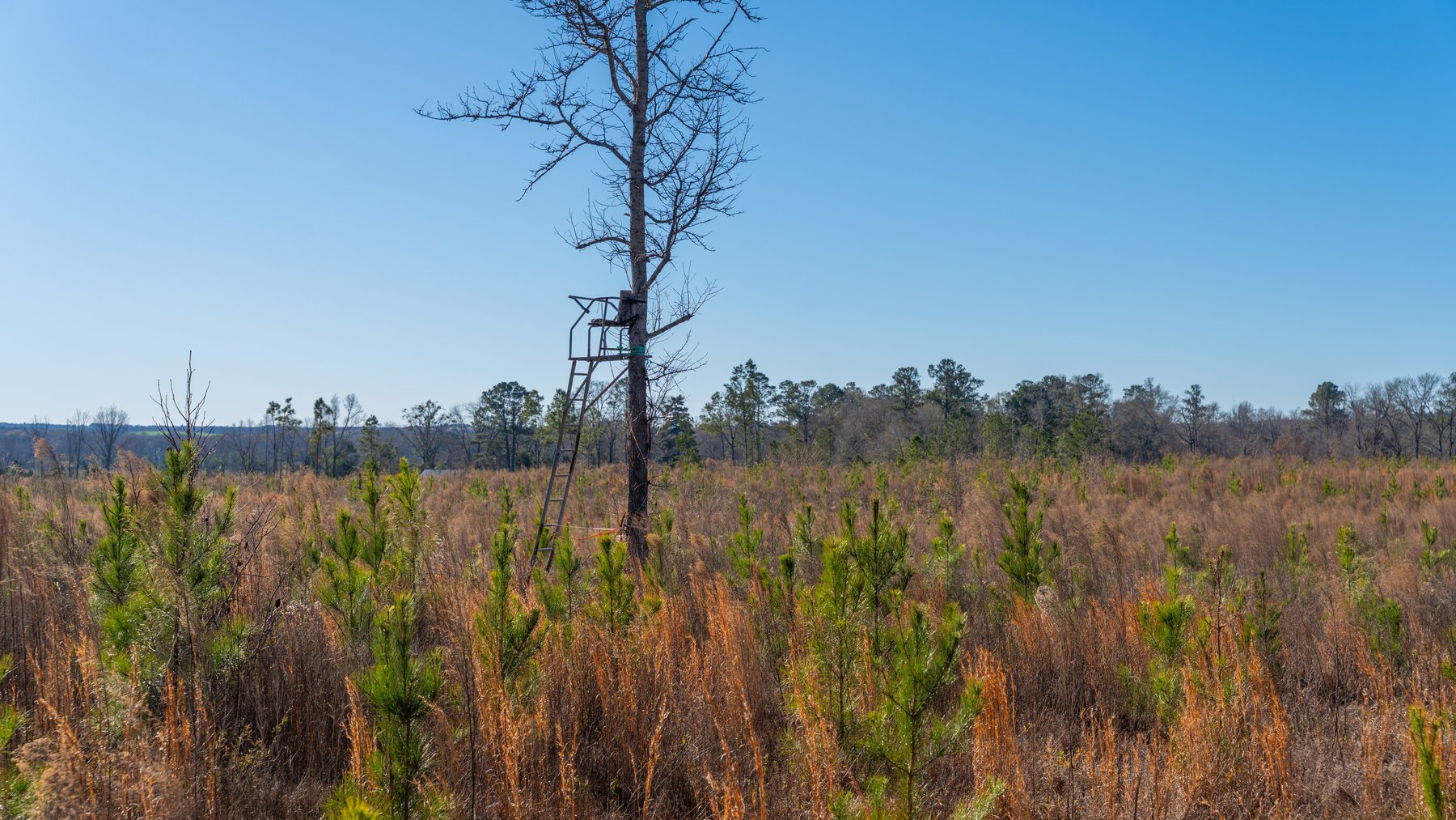 Image for 167± Total Acres - Cole Tract North - Beautiful Recreational Farm - Planted Pines & Premium Hunting - Lanahassee Creek Frontage