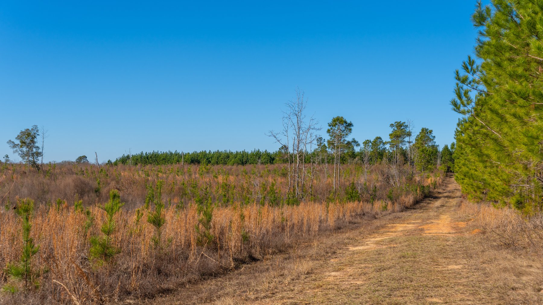 Image for 167± Total Acres - Cole Tract North - Beautiful Recreational Farm - Planted Pines & Premium Hunting - Lanahassee Creek Frontage