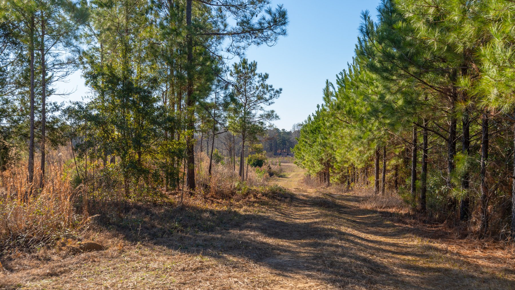 Image for 167± Total Acres - Cole Tract North - Beautiful Recreational Farm - Planted Pines & Premium Hunting - Lanahassee Creek Frontage