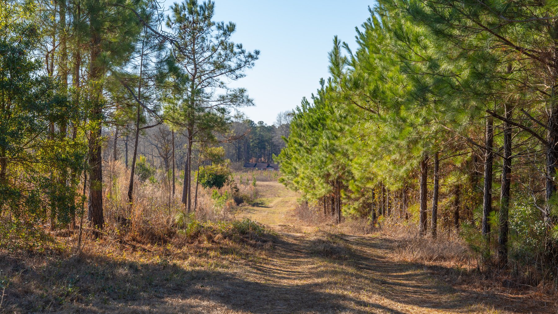 Image for 167± Total Acres - Cole Tract North - Beautiful Recreational Farm - Planted Pines & Premium Hunting - Lanahassee Creek Frontage