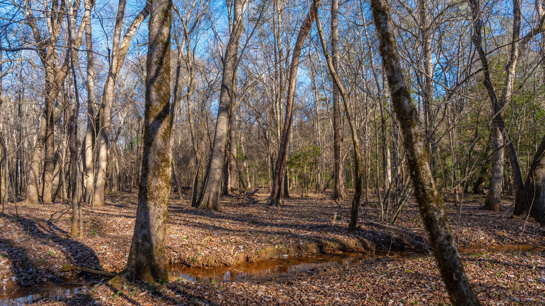 Image for 167± Total Acres - Cole Tract North - Beautiful Recreational Farm - Planted Pines & Premium Hunting - Lanahassee Creek Frontage