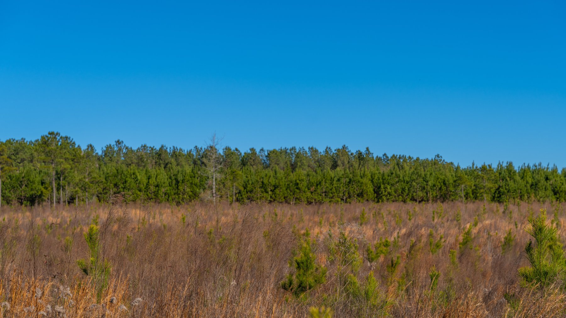 Image for 167± Total Acres - Cole Tract North - Beautiful Recreational Farm - Planted Pines & Premium Hunting - Lanahassee Creek Frontage