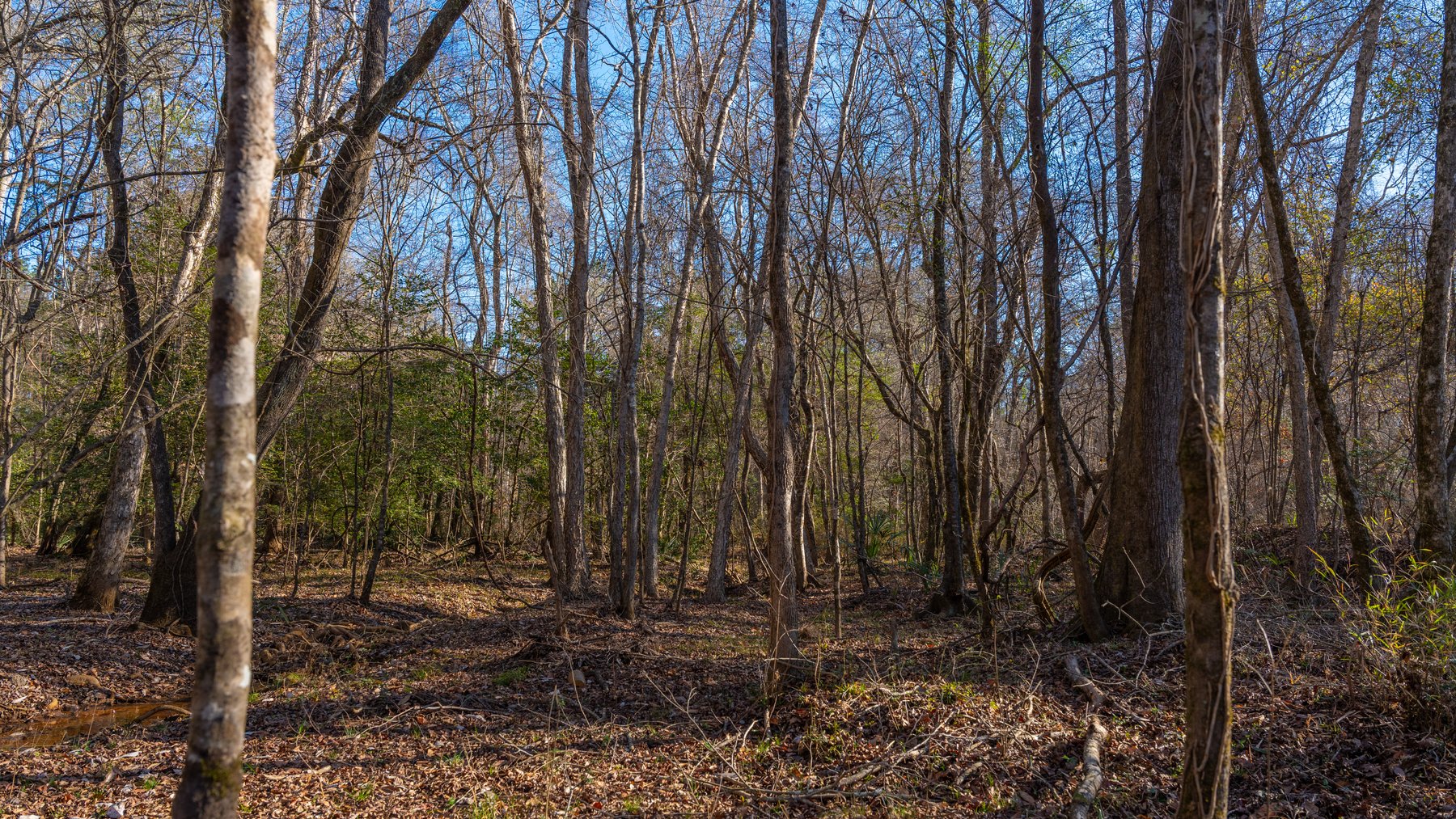 Image for 167± Total Acres - Cole Tract North - Beautiful Recreational Farm - Planted Pines & Premium Hunting - Lanahassee Creek Frontage
