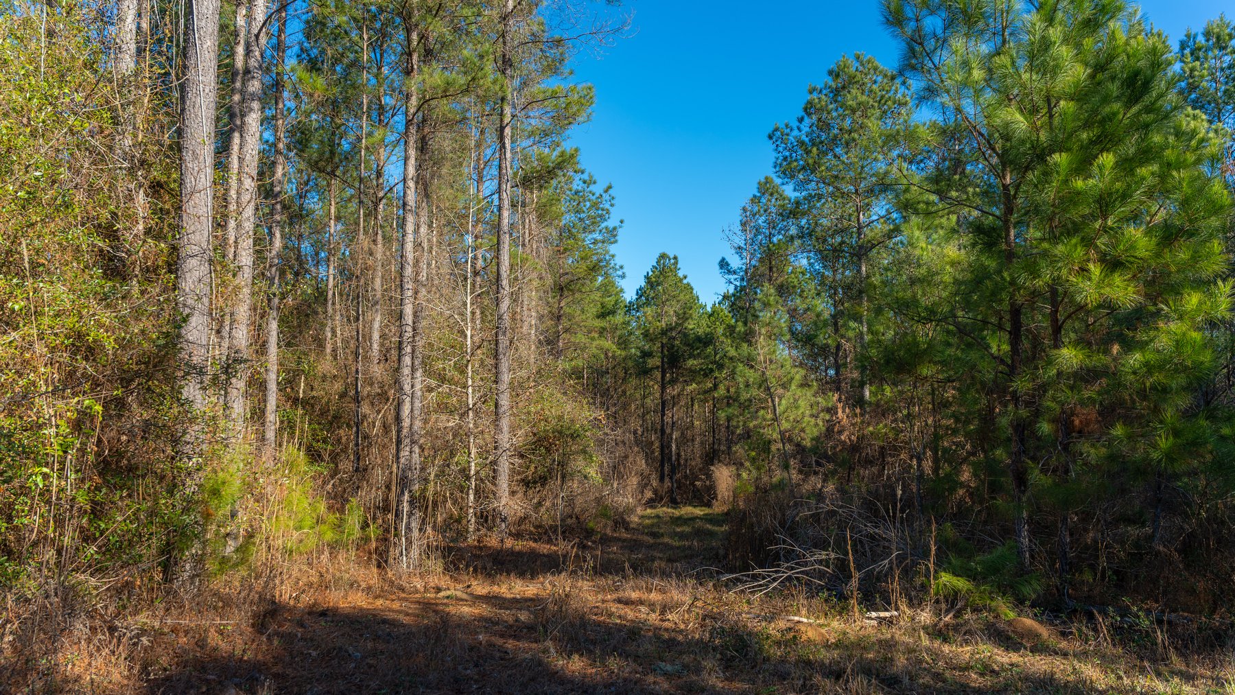 Image for 167± Total Acres - Cole Tract North - Beautiful Recreational Farm - Planted Pines & Premium Hunting - Lanahassee Creek Frontage