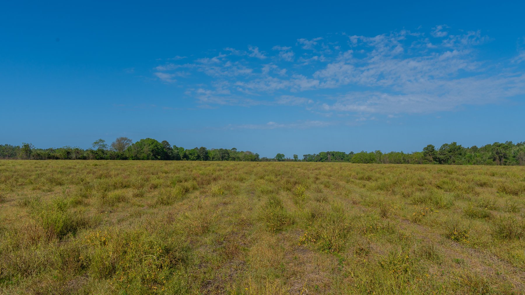Image for Reynolds Tract - Tison Estate - 92.37± Total Acres - Premium Row Crop Farmland - Mixed Hardwoods - Located in Big Buck Country