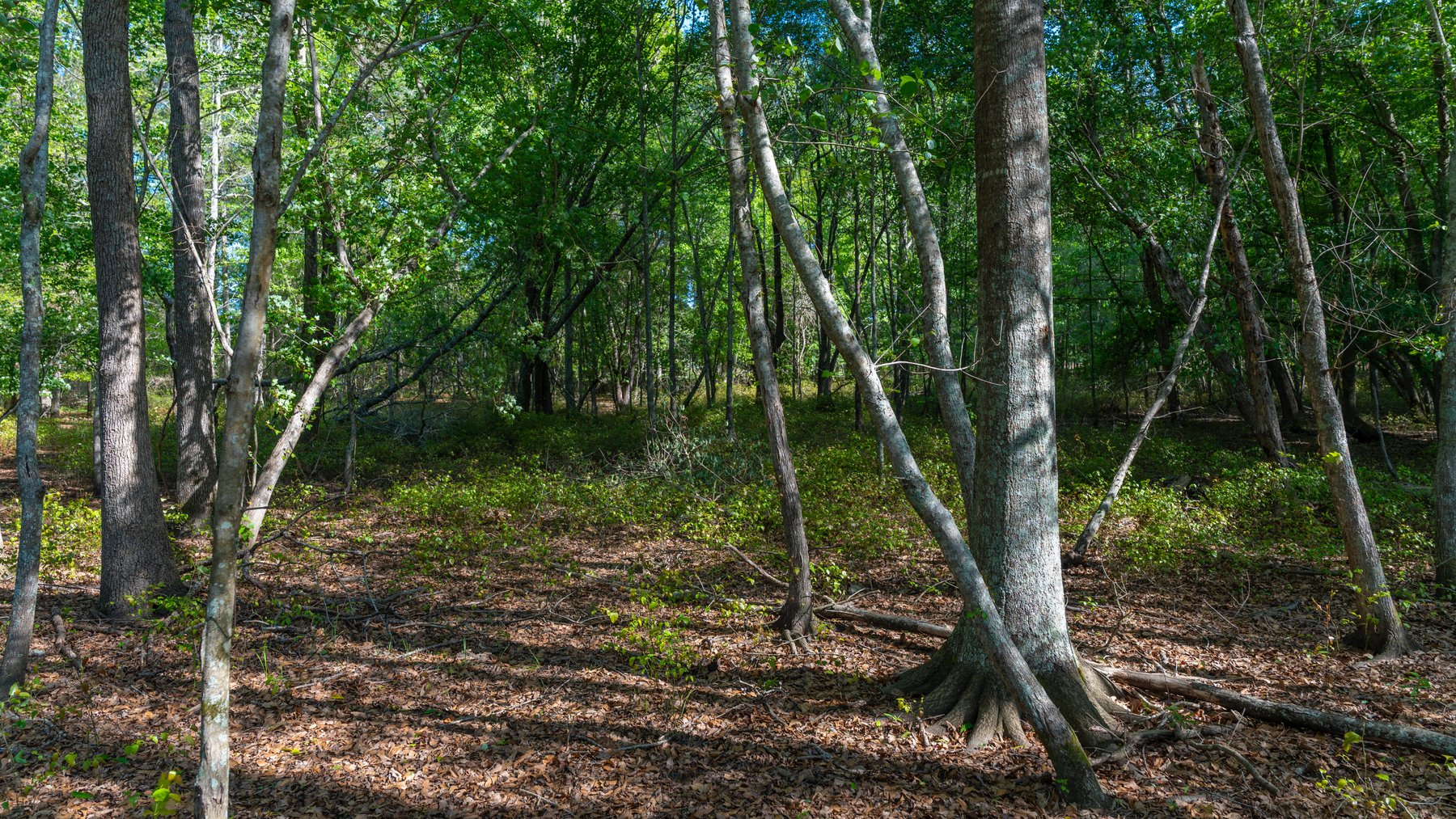 Image for Reynolds Tract - Tison Estate - 92.37± Total Acres - Premium Row Crop Farmland - Mixed Hardwoods - Located in Big Buck Country