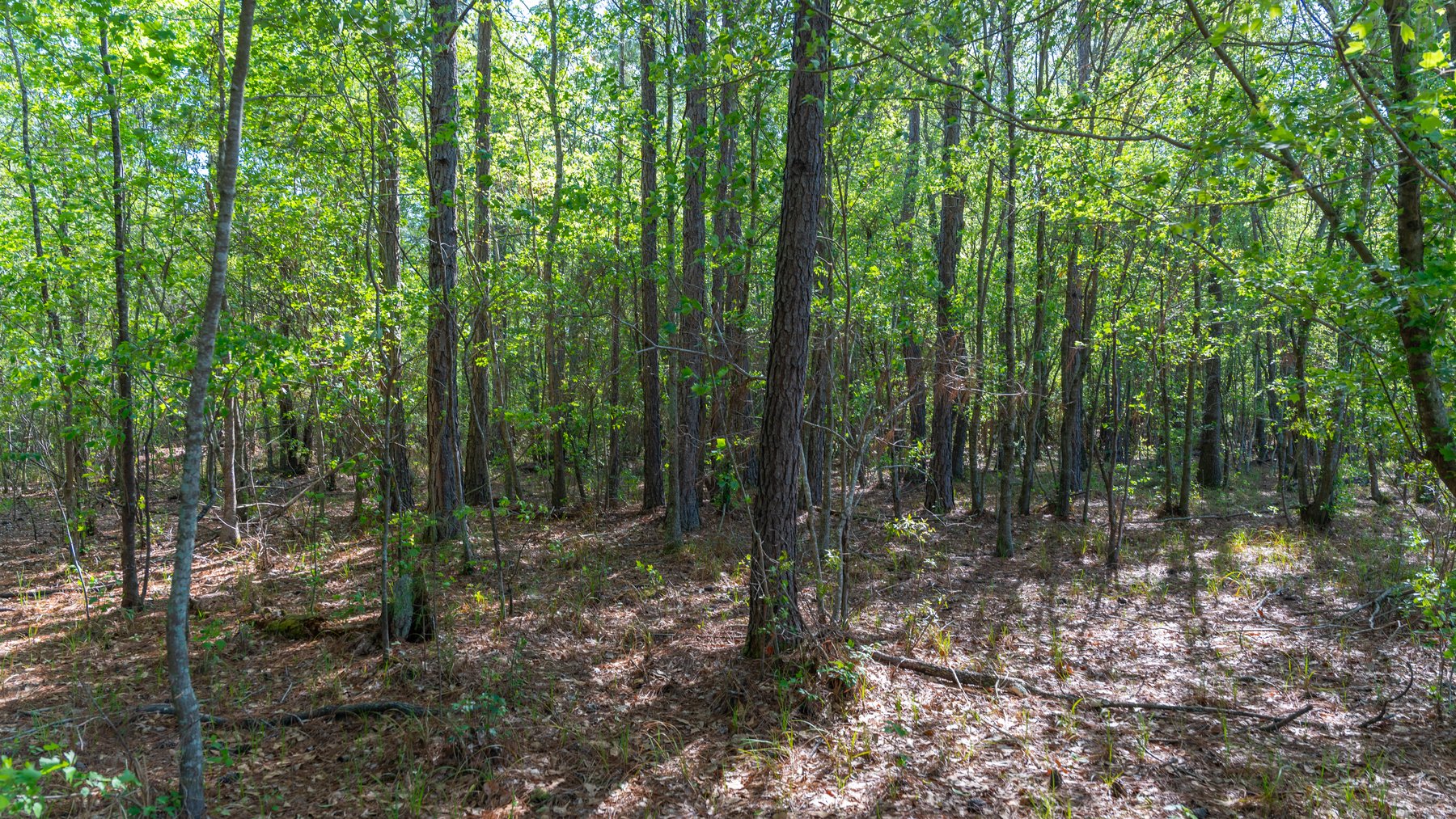 Image for Reynolds Tract - Tison Estate - 92.37± Total Acres - Premium Row Crop Farmland - Mixed Hardwoods - Located in Big Buck Country