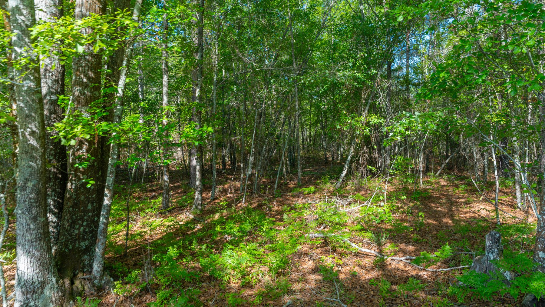 Image for Reynolds Tract - Tison Estate - 92.37± Total Acres - Premium Row Crop Farmland - Mixed Hardwoods - Located in Big Buck Country