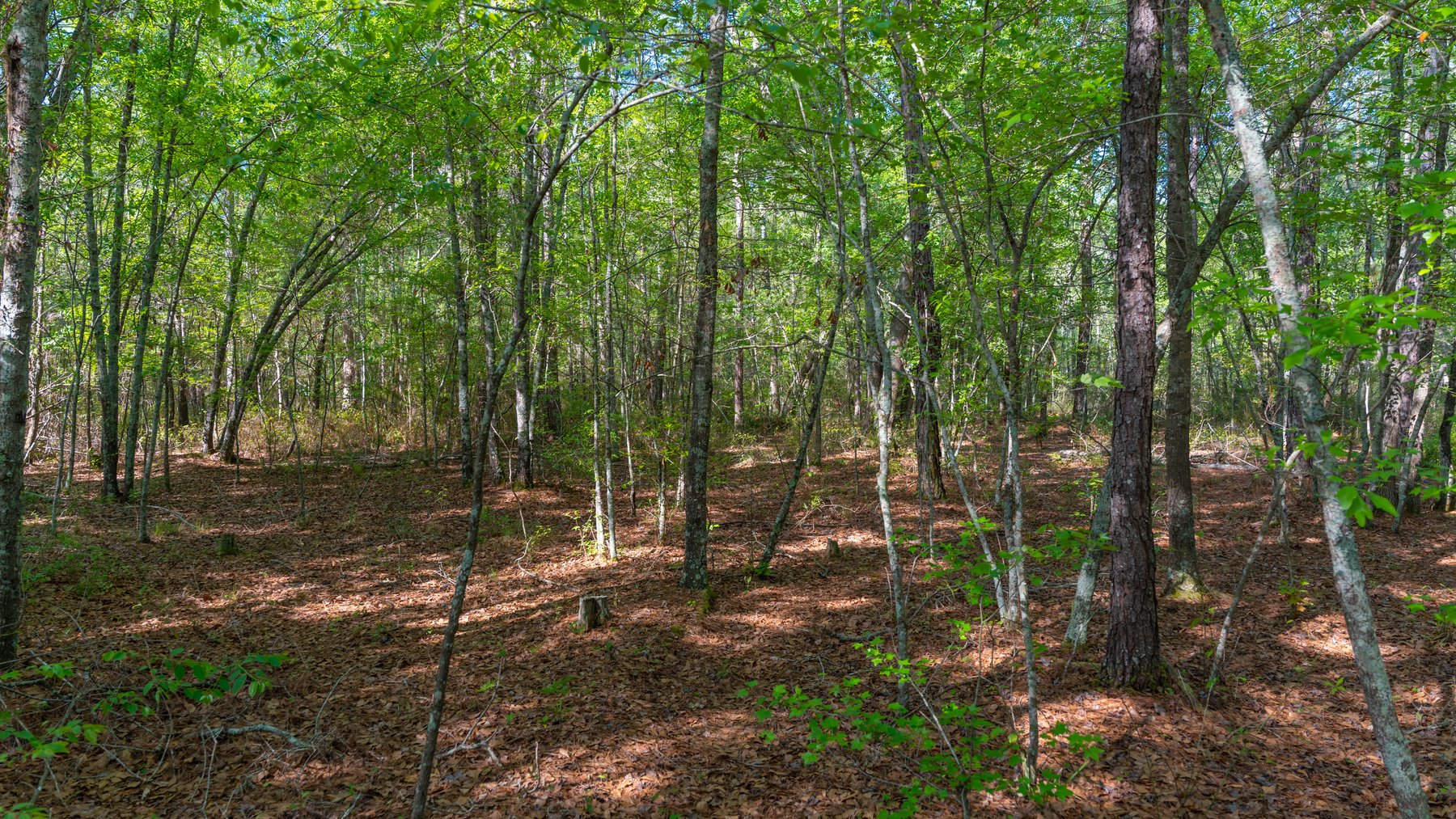 Image for Reynolds Tract - Tison Estate - 92.37± Total Acres - Premium Row Crop Farmland - Mixed Hardwoods - Located in Big Buck Country