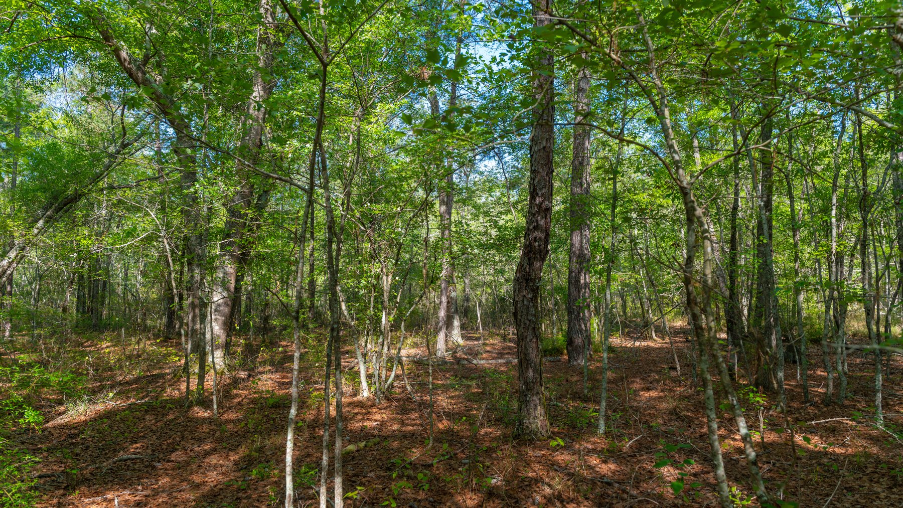 Image for Reynolds Tract - Tison Estate - 92.37± Total Acres - Premium Row Crop Farmland - Mixed Hardwoods - Located in Big Buck Country