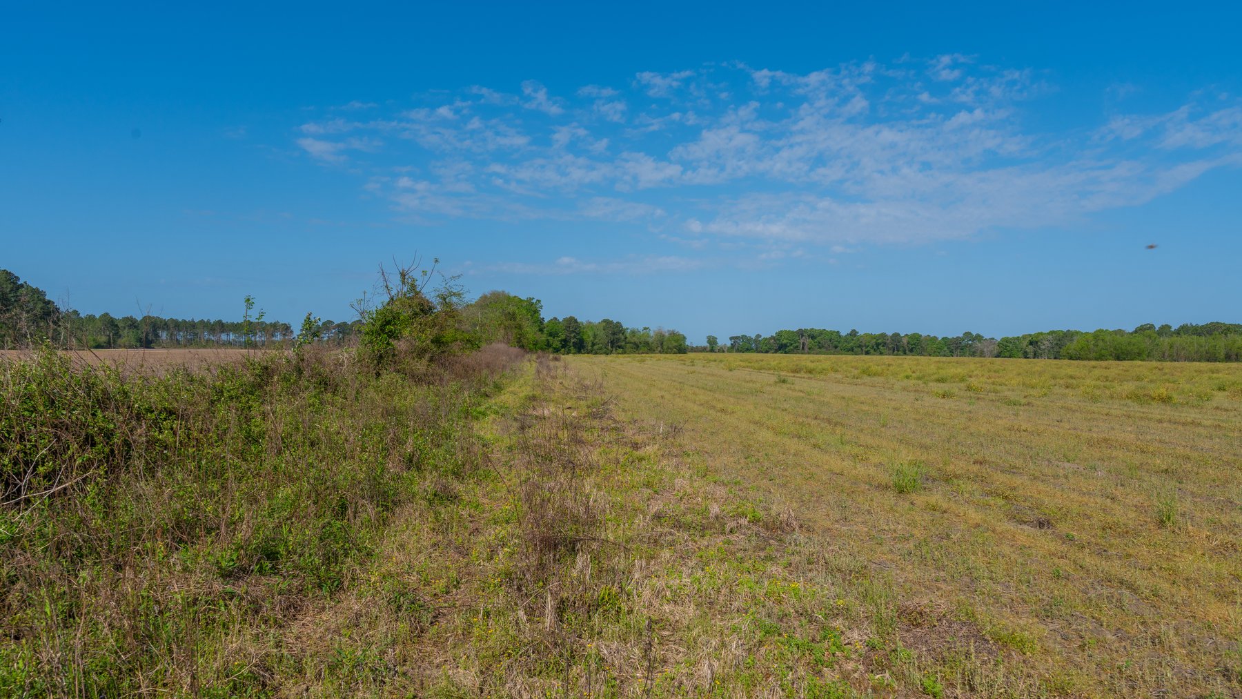 Image for Reynolds Tract - Tison Estate - 92.37± Total Acres - Premium Row Crop Farmland - Mixed Hardwoods - Located in Big Buck Country