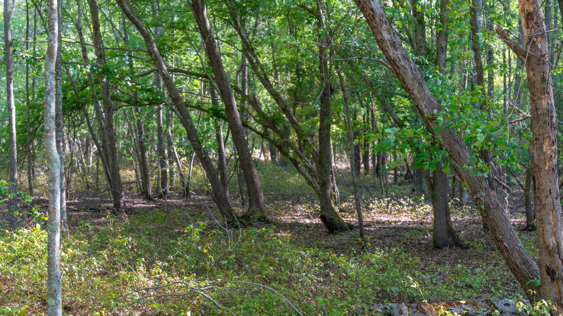 Image for Reynolds Tract - Tison Estate - 92.37± Total Acres - Premium Row Crop Farmland - Mixed Hardwoods - Located in Big Buck Country