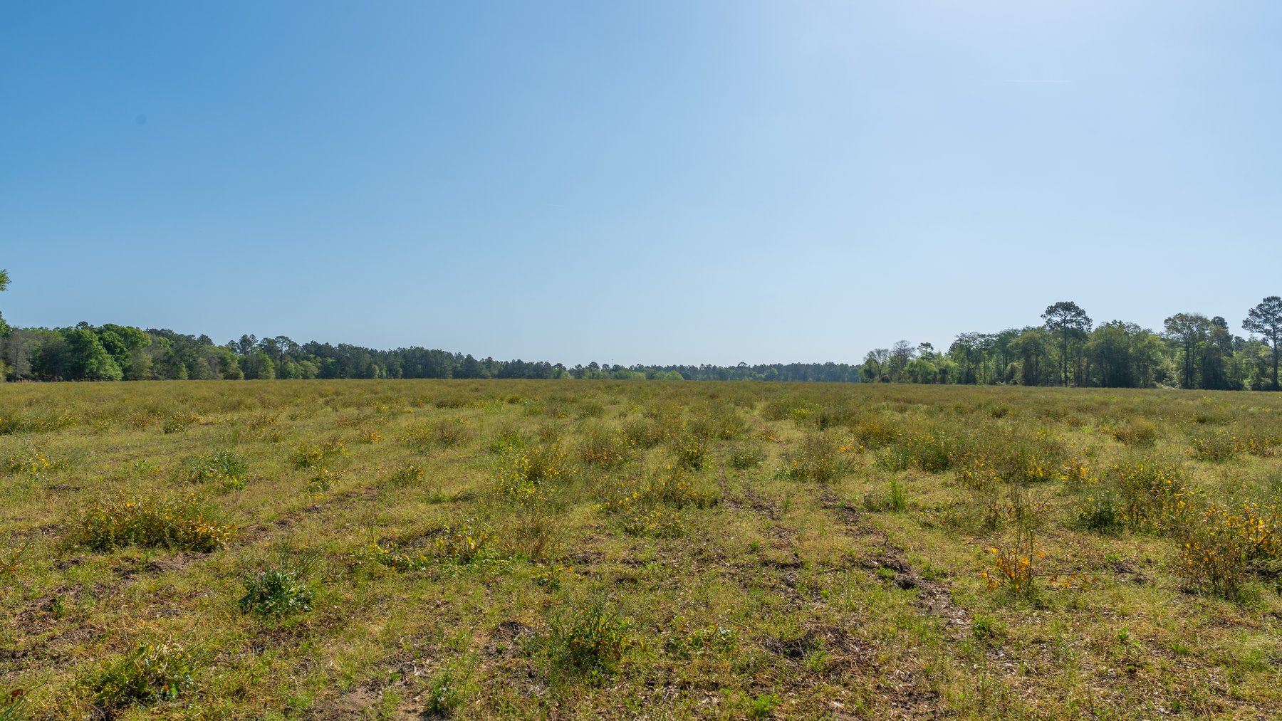 Image for Reynolds Tract - Tison Estate - 92.37± Total Acres - Premium Row Crop Farmland - Mixed Hardwoods - Located in Big Buck Country