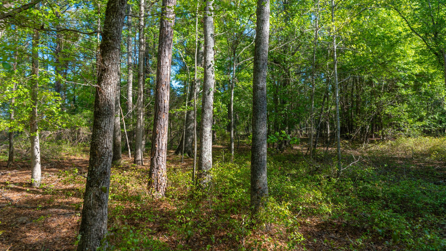 Image for Reynolds Tract - Tison Estate - 92.37± Total Acres - Premium Row Crop Farmland - Mixed Hardwoods - Located in Big Buck Country