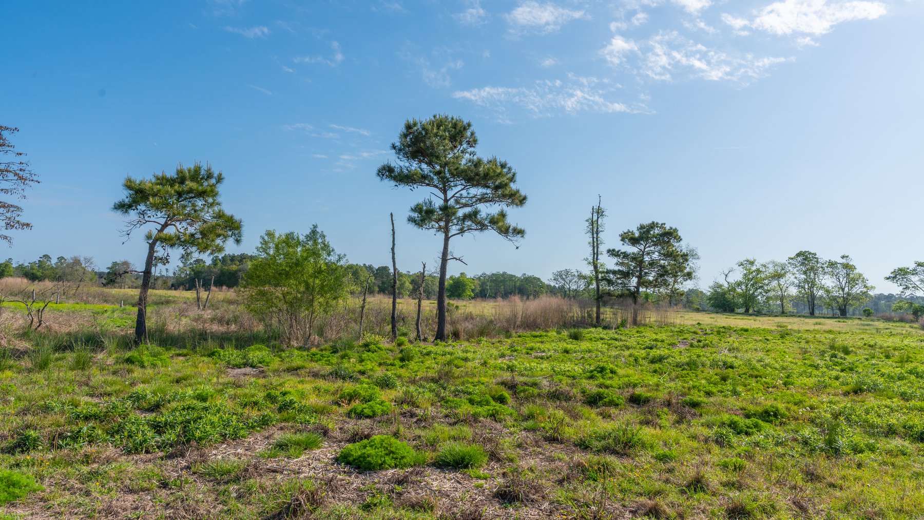 Image for Pasture Tract - Tison Estate - 109± Total Acres - Premium Row Crop Farmland - Fenced Pasture & Catch Pin - Excellent Worth County Location