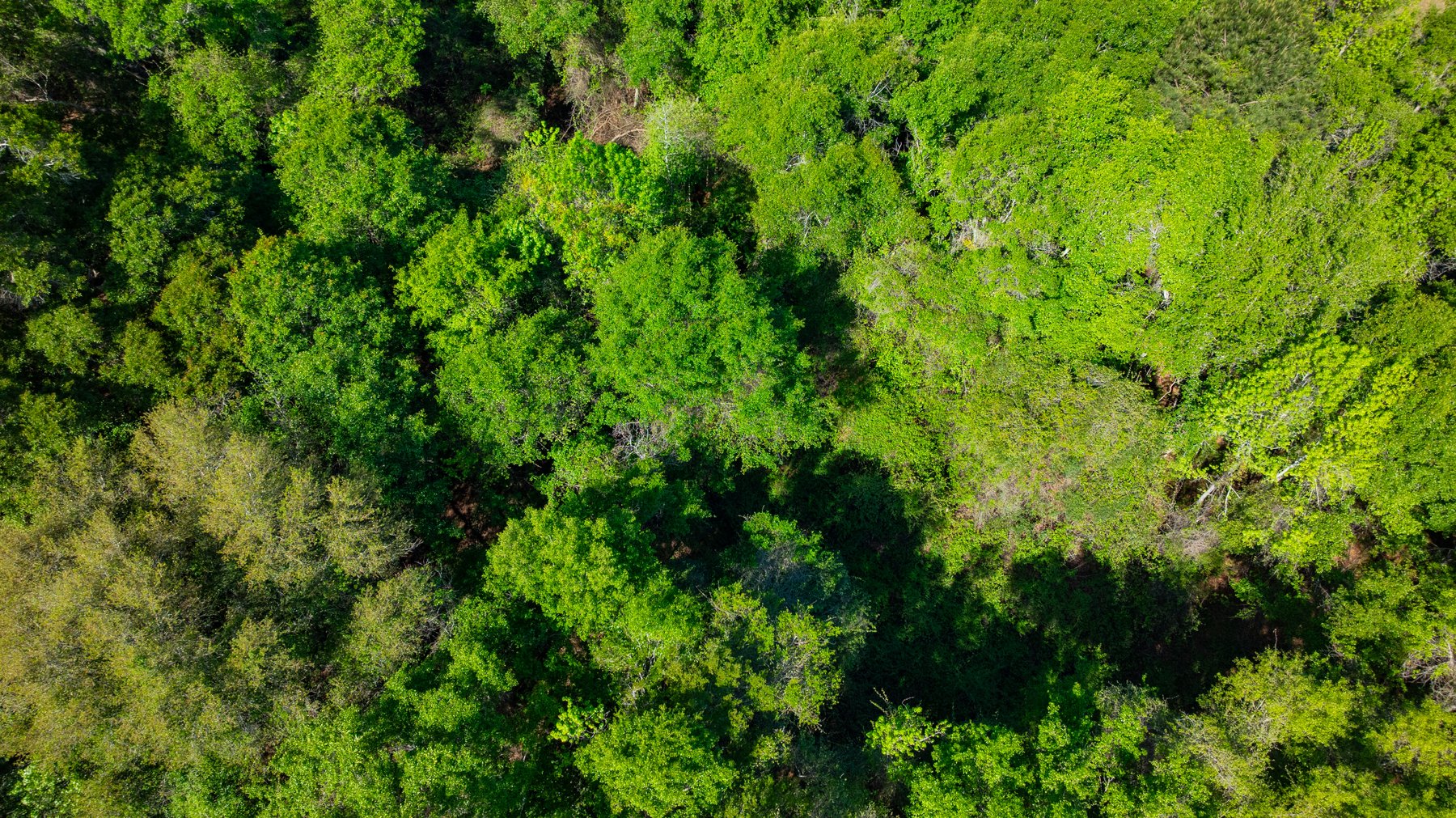 Image for Bells Tract - Tison Estate - 10.5± Total Acres - Excellent Homesite - Located in Big Buck Country - Crop Land & Mixed Hardwoods