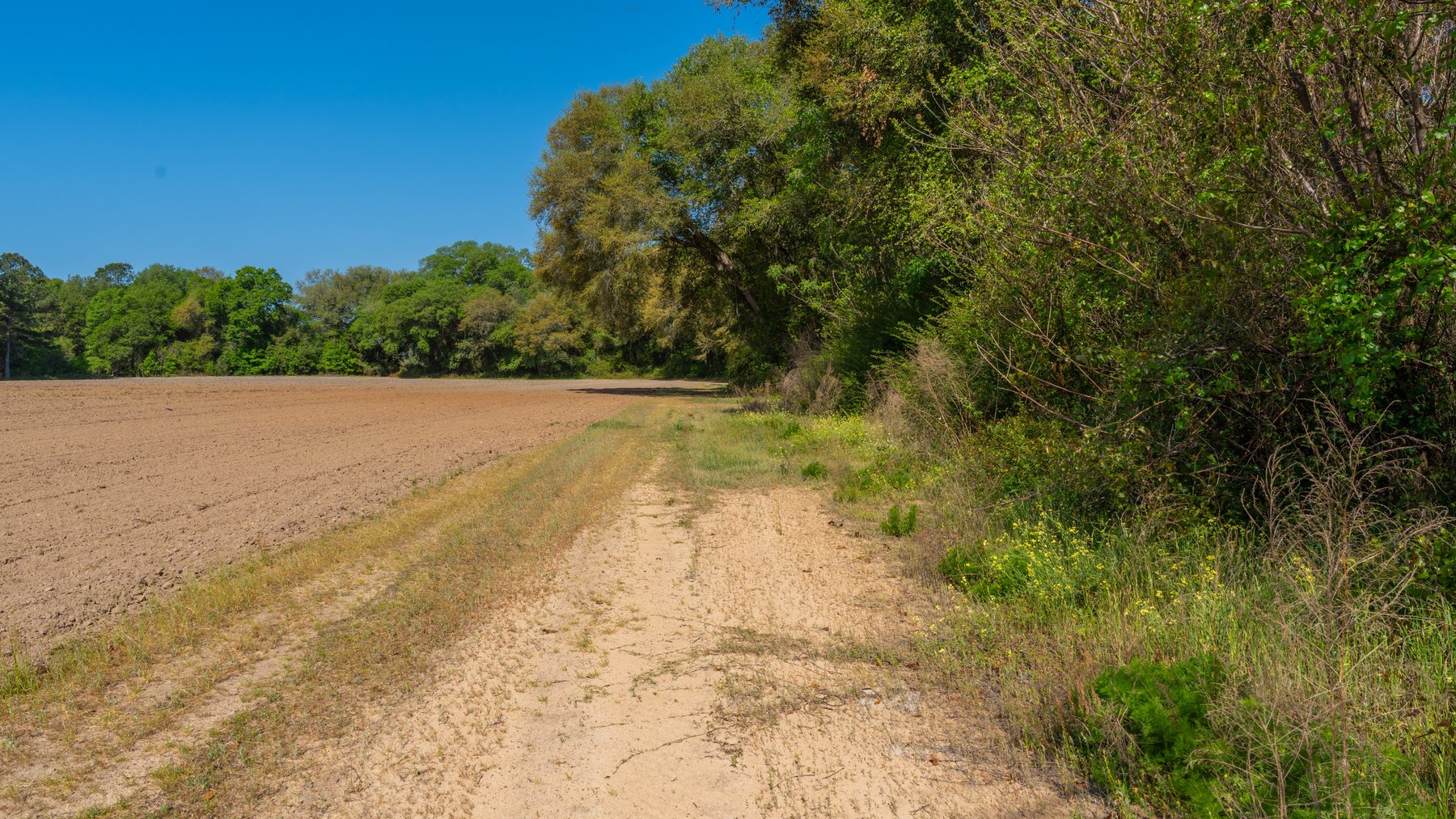 Image for Bells Tract - Tison Estate - 10.5± Total Acres - Excellent Homesite - Located in Big Buck Country - Crop Land & Mixed Hardwoods