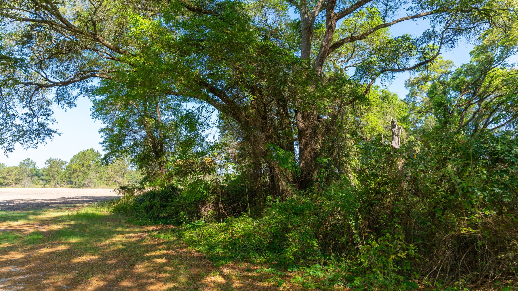 Image for Bells Tract - Tison Estate - 10.5± Total Acres - Excellent Homesite - Located in Big Buck Country - Crop Land & Mixed Hardwoods