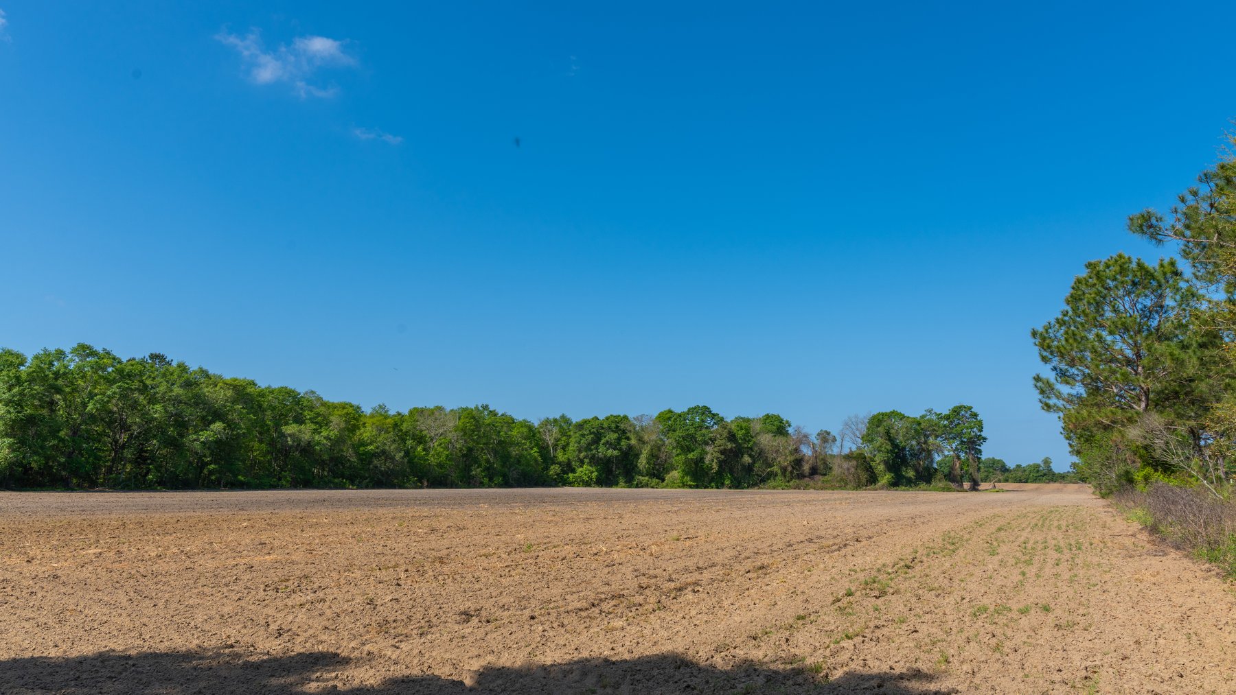Image for Bells Tract - Tison Estate - 10.5± Total Acres - Excellent Homesite - Located in Big Buck Country - Crop Land & Mixed Hardwoods