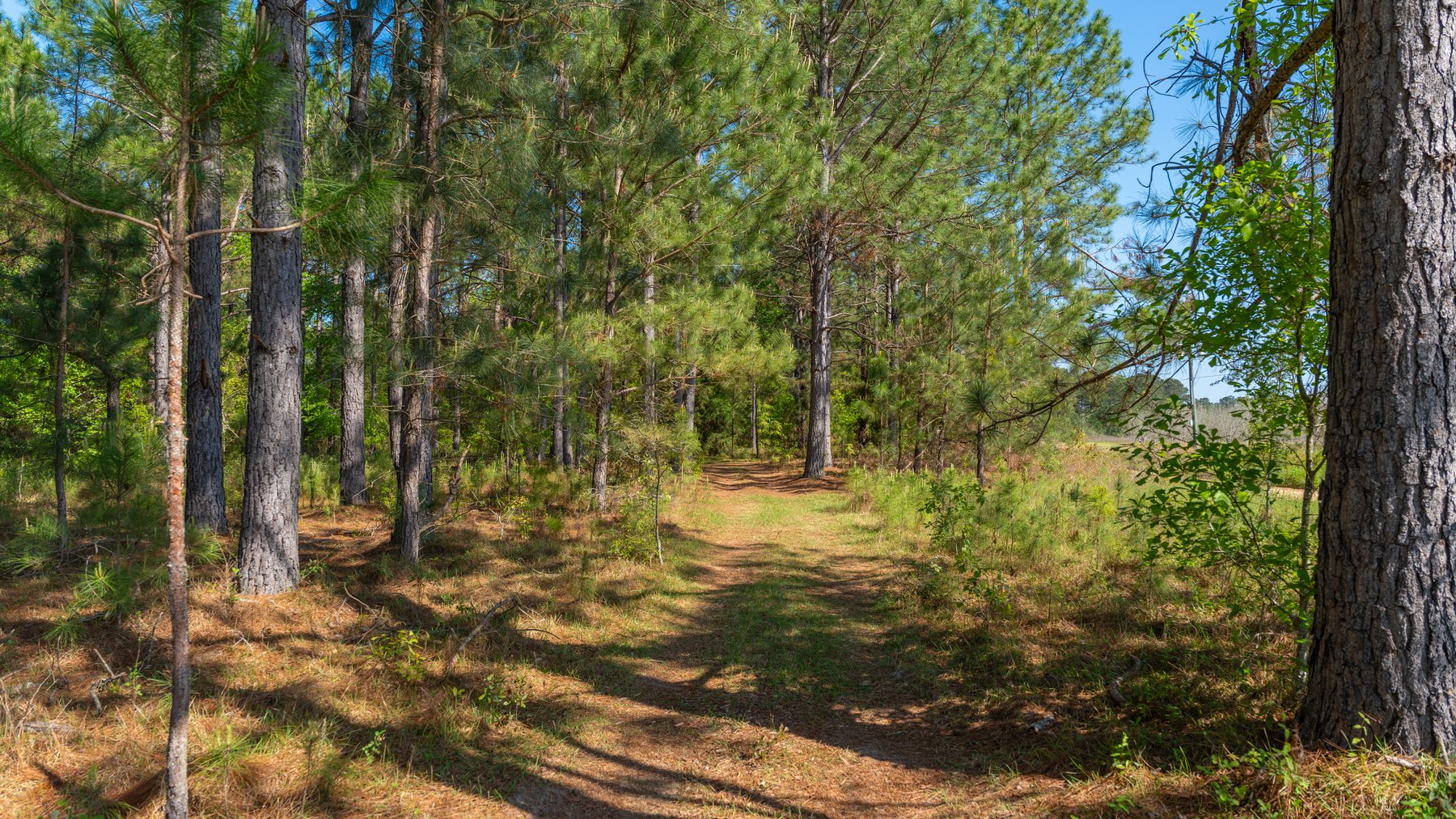 Image for Bells Tract - Tison Estate - 10.5± Total Acres - Excellent Homesite - Located in Big Buck Country - Crop Land & Mixed Hardwoods
