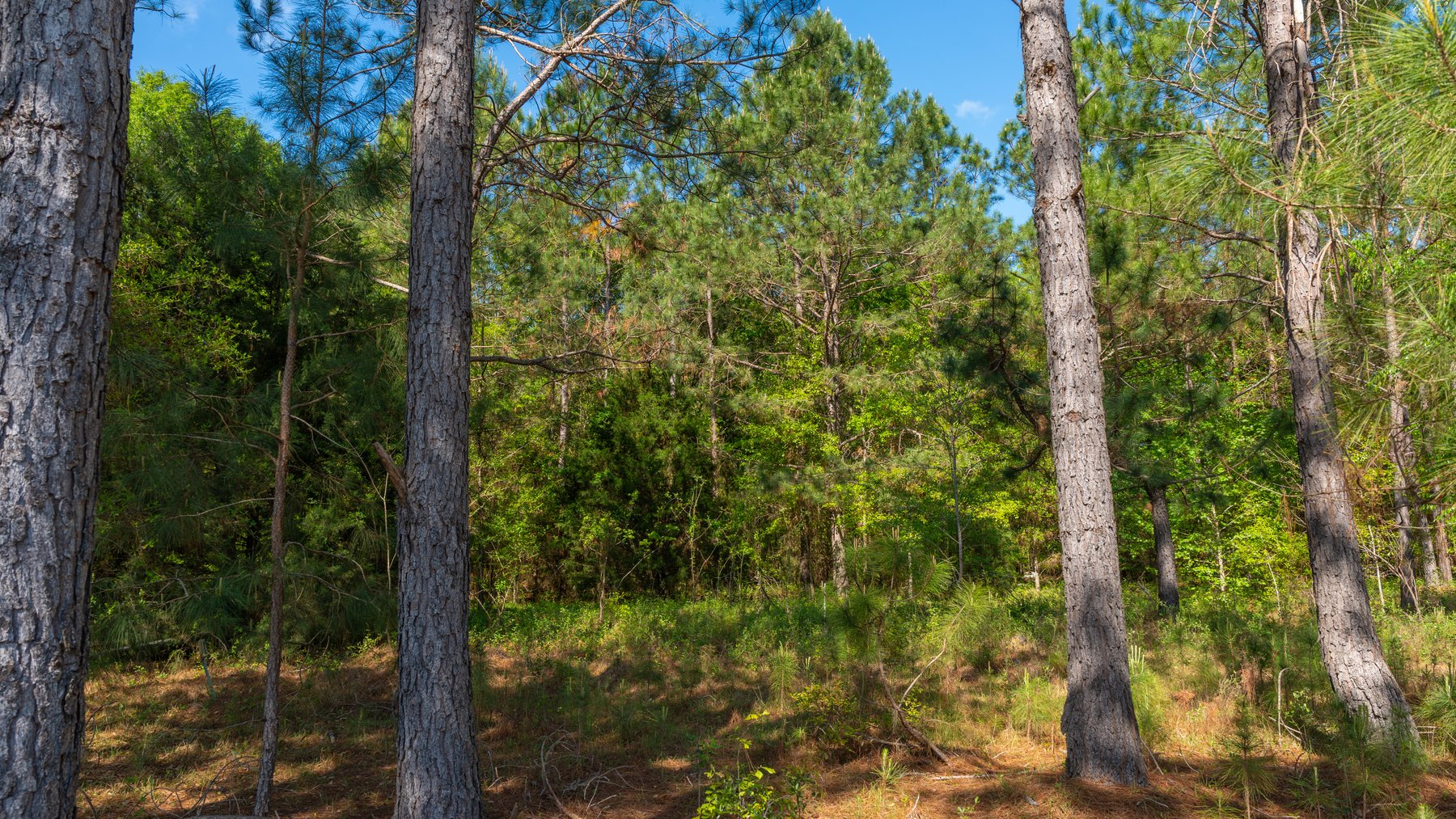 Image for Bells Tract - Tison Estate - 10.5± Total Acres - Excellent Homesite - Located in Big Buck Country - Crop Land & Mixed Hardwoods