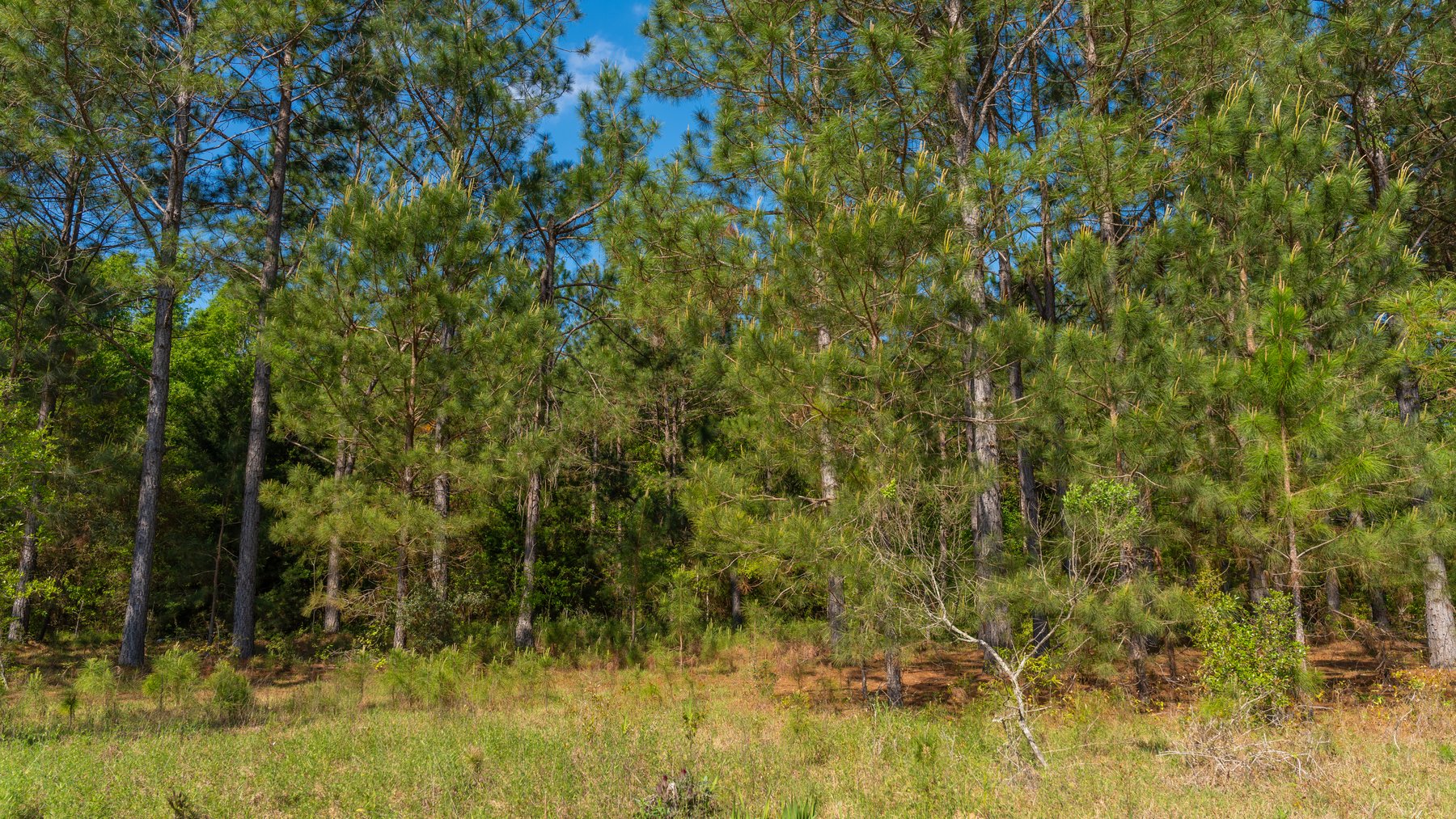 Image for Bells Tract - Tison Estate - 10.5± Total Acres - Excellent Homesite - Located in Big Buck Country - Crop Land & Mixed Hardwoods