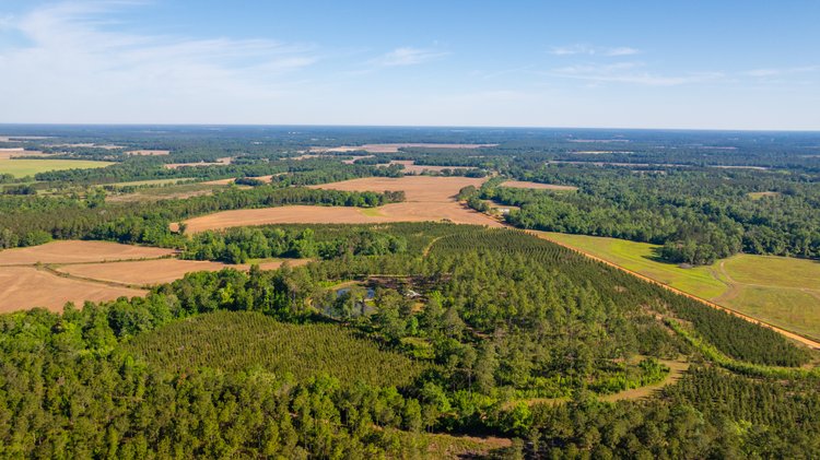 Image for 198.85± Total Acres - Diverse South Georgia Land Tract - Open Farmland w/ Timber & Stocked Pond