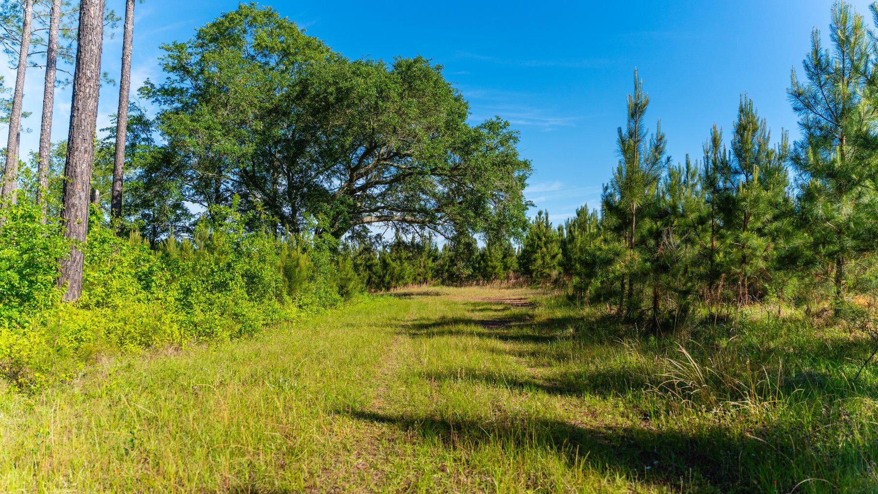 Image for 198.85± Total Acres - Diverse South Georgia Land Tract - Open Farmland w/ Timber & Stocked Pond