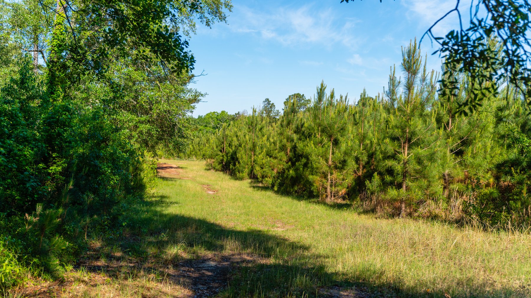 Image for 198.85± Total Acres - Diverse South Georgia Land Tract - Open Farmland w/ Timber & Stocked Pond