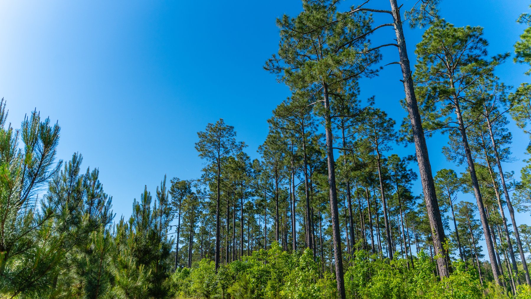 Image for 198.85± Total Acres - Diverse South Georgia Land Tract - Open Farmland w/ Timber & Stocked Pond