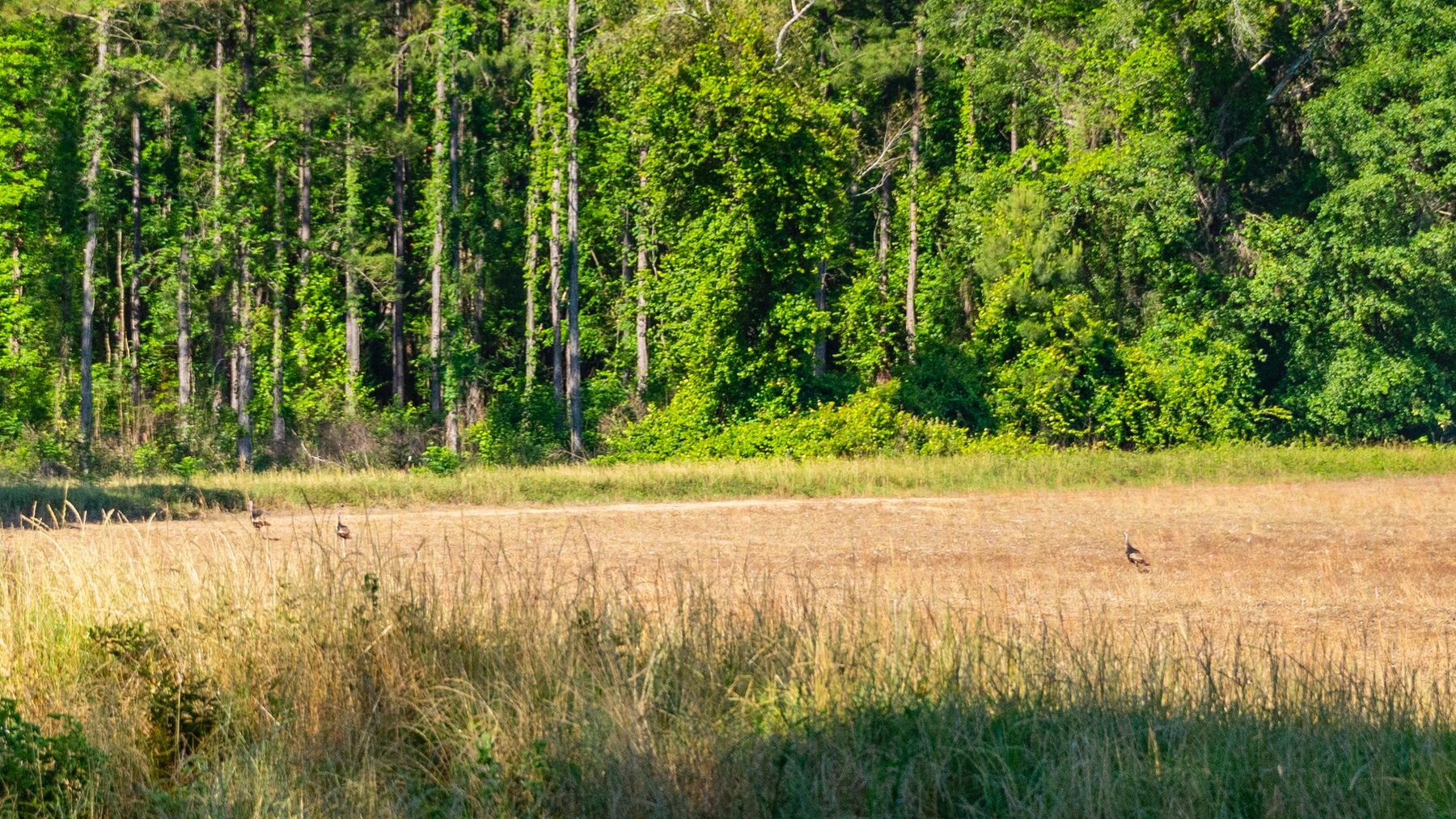 Image for 198.85± Total Acres - Diverse South Georgia Land Tract - Open Farmland w/ Timber & Stocked Pond