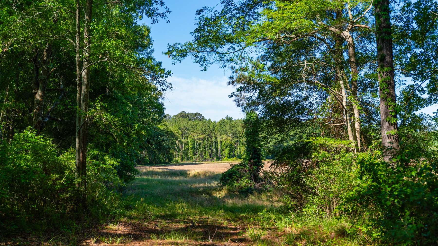 Image for 198.85± Total Acres - Diverse South Georgia Land Tract - Open Farmland w/ Timber & Stocked Pond