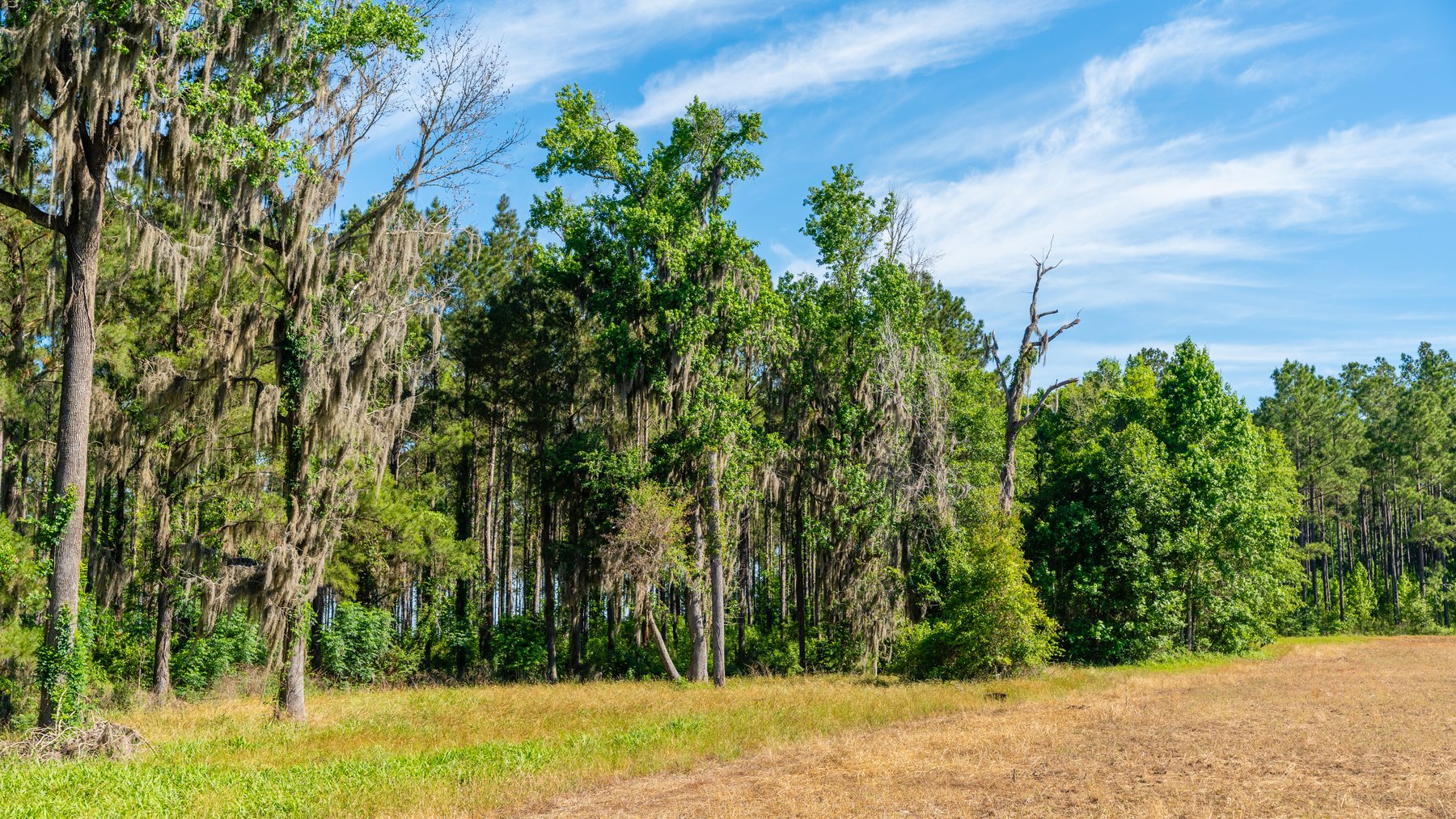 Image for 198.85± Total Acres - Diverse South Georgia Land Tract - Open Farmland w/ Timber & Stocked Pond