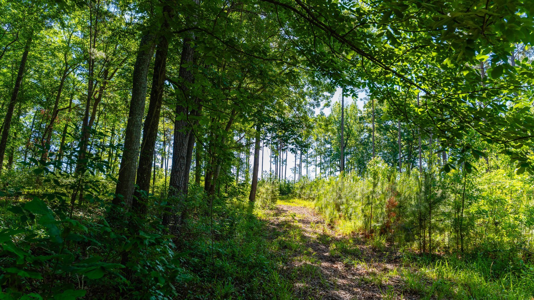 Image for 198.85± Total Acres - Diverse South Georgia Land Tract - Open Farmland w/ Timber & Stocked Pond