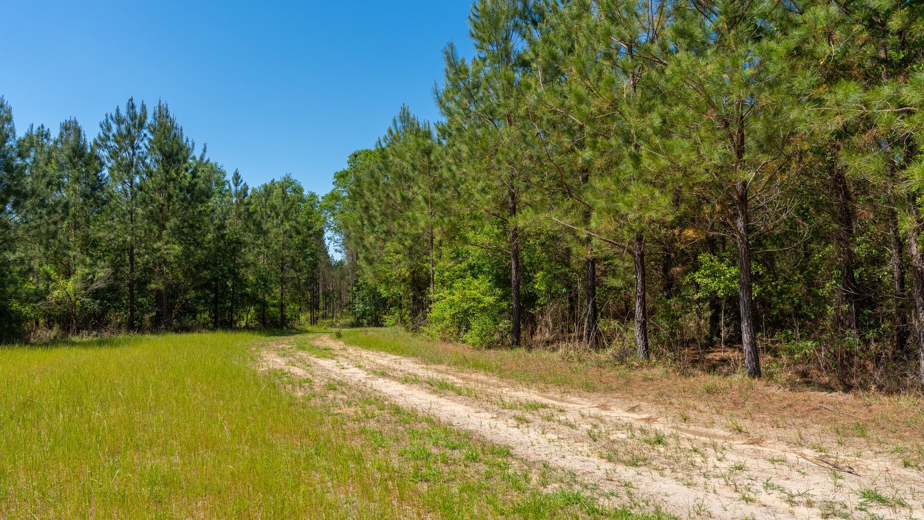 Image for Coffee Plantation - 725± Acres - Dodge County, Georgia - Premier Recreational, Timber & Investment Property - Offered Divided & As A Whole
