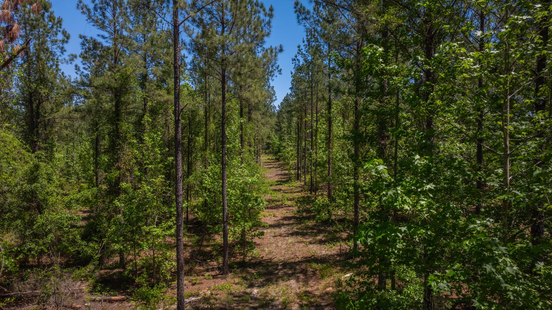 Image for Coffee Plantation - 725± Acres - Dodge County, Georgia - Premier Recreational, Timber & Investment Property - Offered Divided & As A Whole