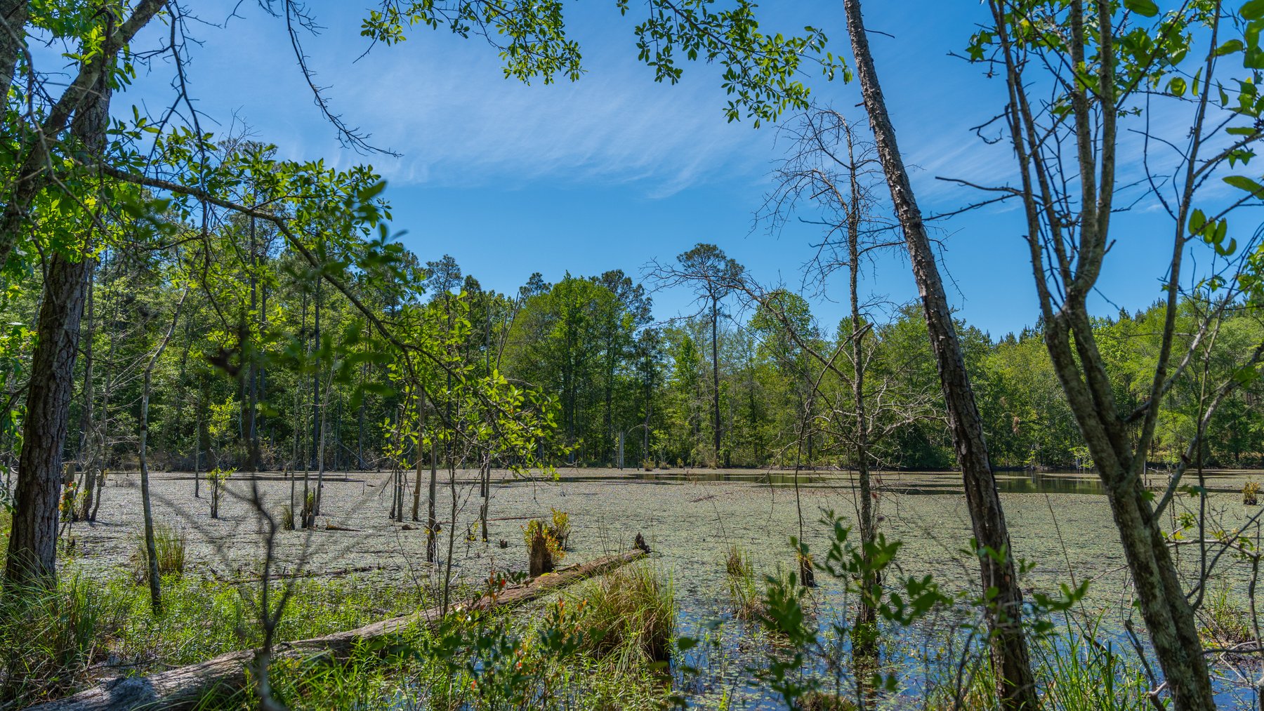 Image for Coffee Plantation - 725± Acres - Dodge County, Georgia - Premier Recreational, Timber & Investment Property - Offered Divided & As A Whole