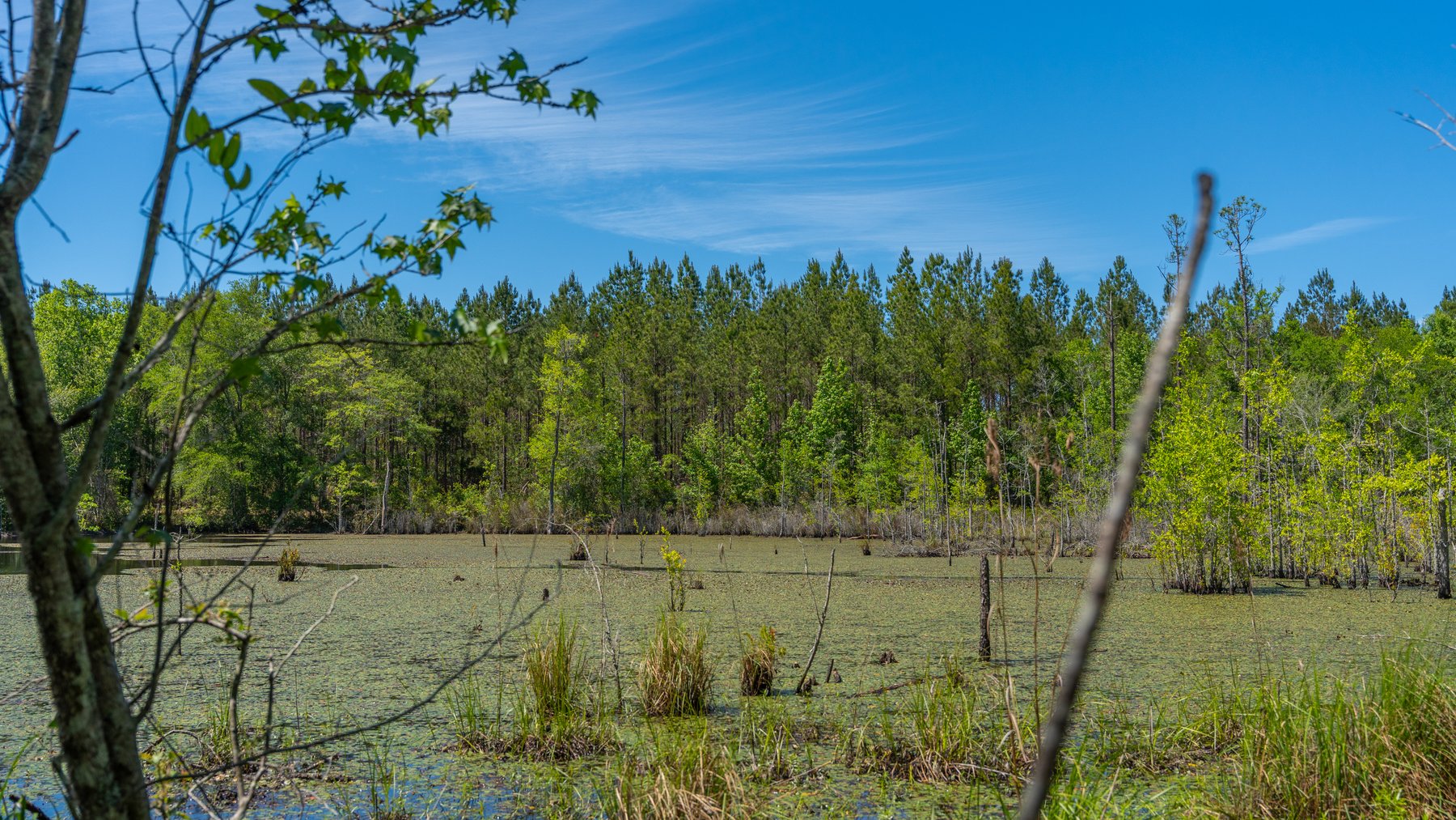 Image for Coffee Plantation - 725± Acres - Dodge County, Georgia - Premier Recreational, Timber & Investment Property - Offered Divided & As A Whole