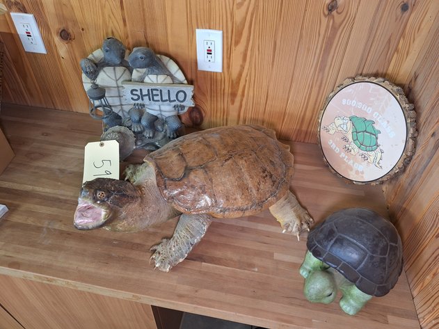 Image for Lot of Turtle Decor