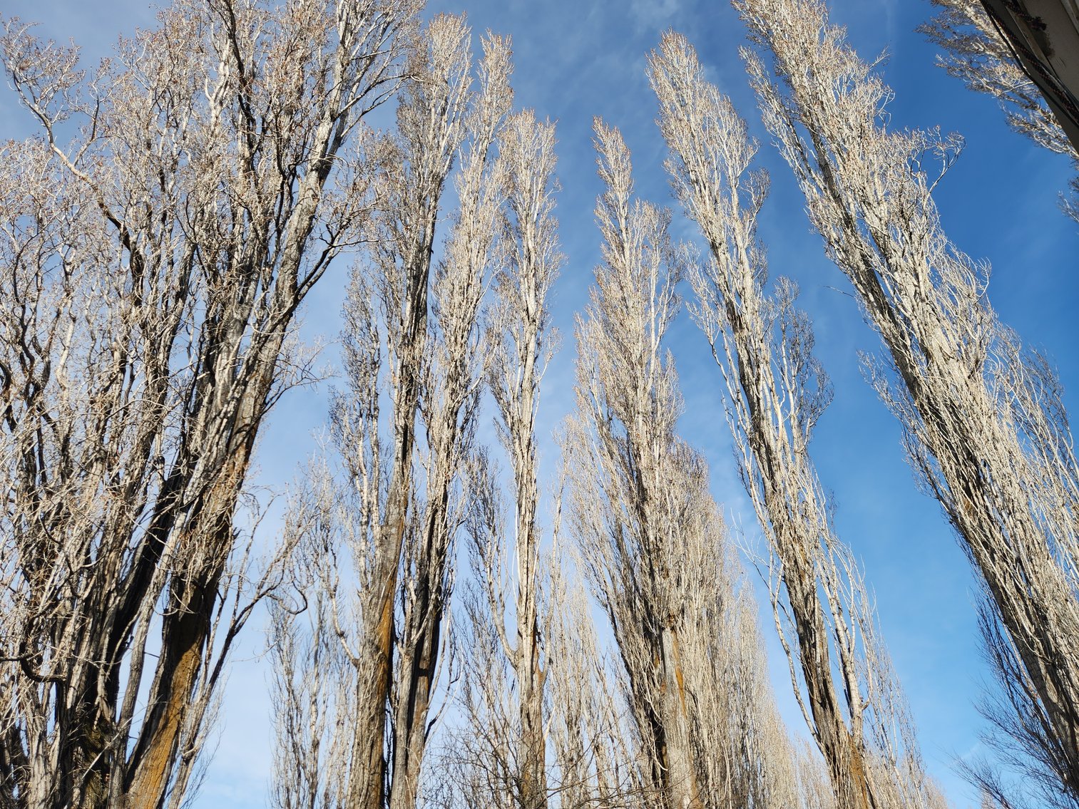 Image for 8831 & 8851 Naches Heights Rd., Cowiche, WA 98923 (Yakima County)