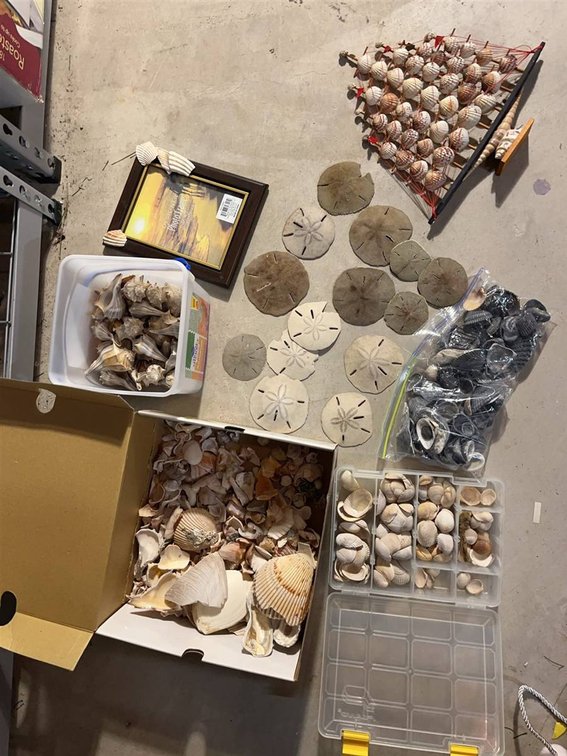 Large Assorted Sea Shell and Sand Dollar Lot